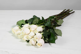 JustRoses-Ivory-1